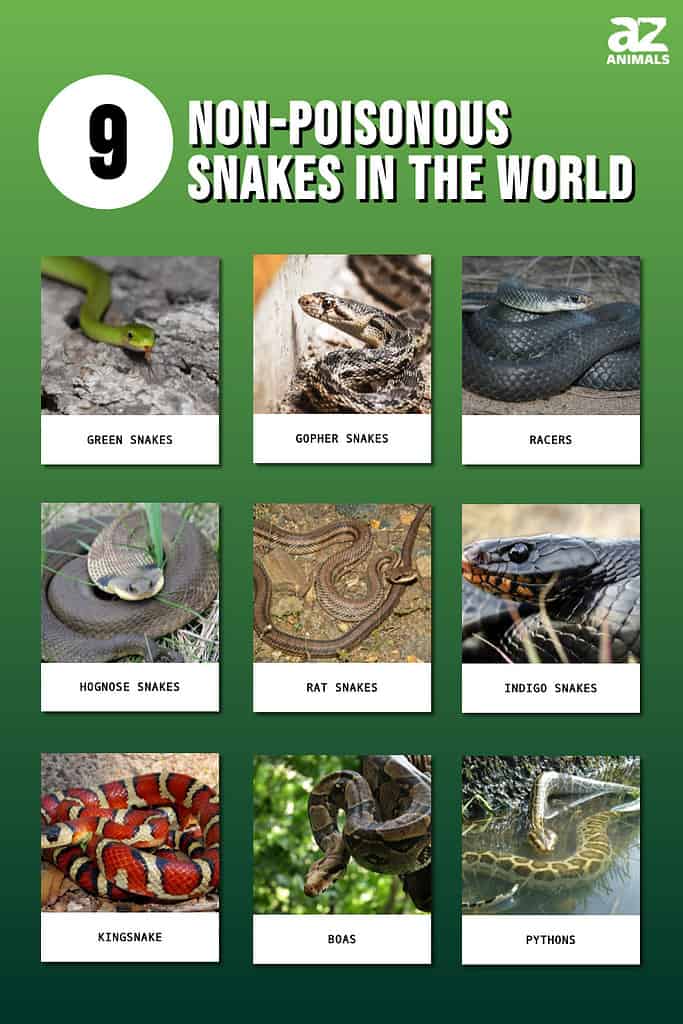 non poisonous snakes names