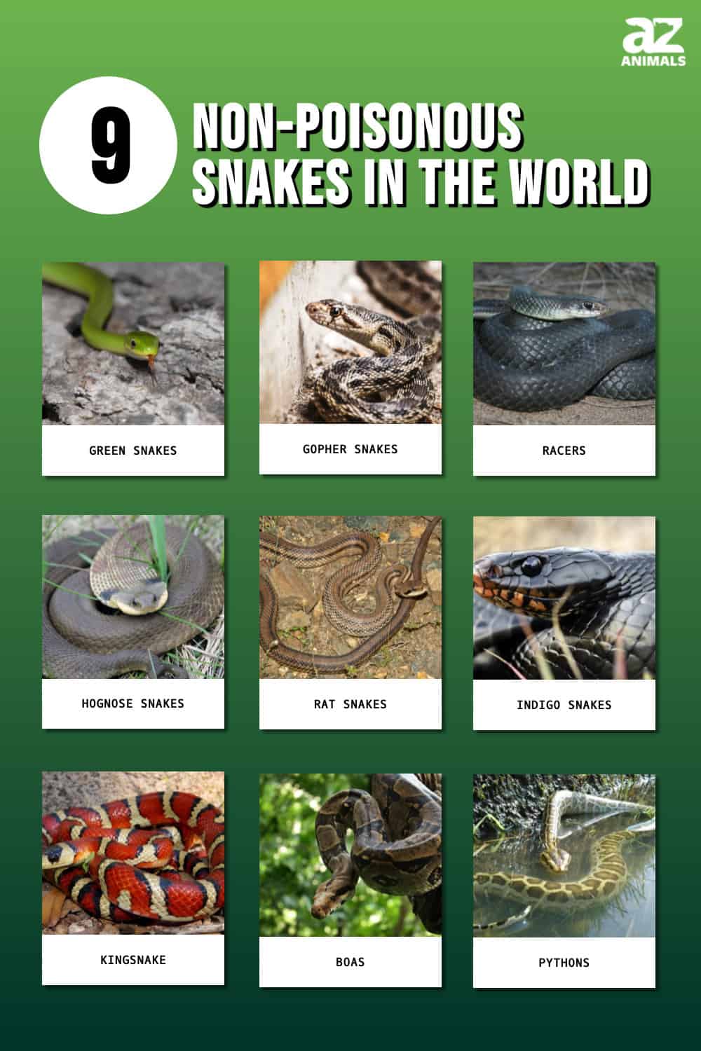 9 Non-Venomous Snakes In The World - A-Z Animals