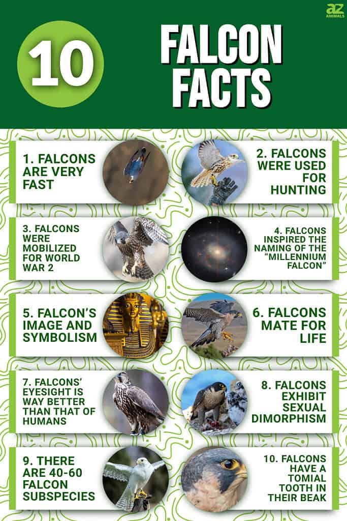 Unusual Facts About 5 Best Birds of Prey with Images