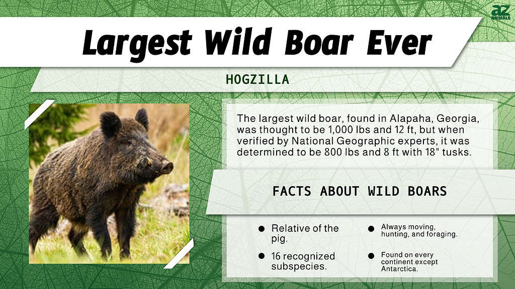 "Largest" Infographic for the Wild Boar.