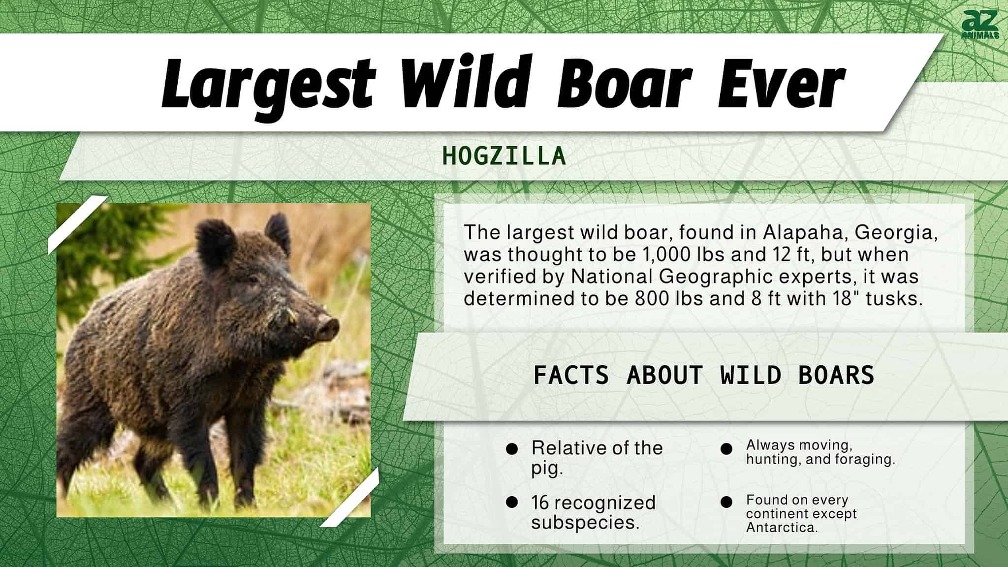 Discover the Largest Wild Boar Ever AZ Animals
