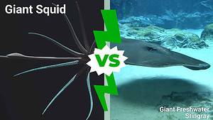Deep Sea Battles: Giant Squid vs. the World’s Largest Stingray Picture