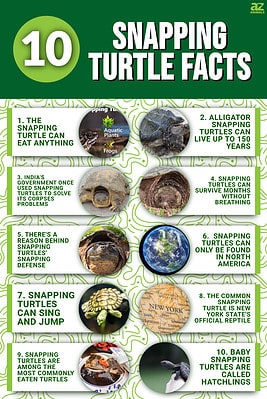 10 Incredible Snapping Turtle Facts - A-Z Animals