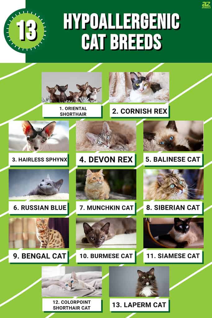 The Characteristics Of Various Cat Breeds - Escalon Times