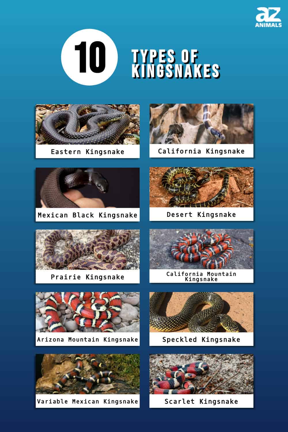 10 Types Of Kingsnake: Spotting Unique Patterns, Markings, And ...