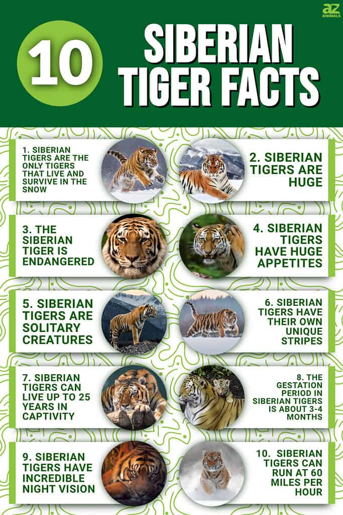 10 Siberian Tiger Facts