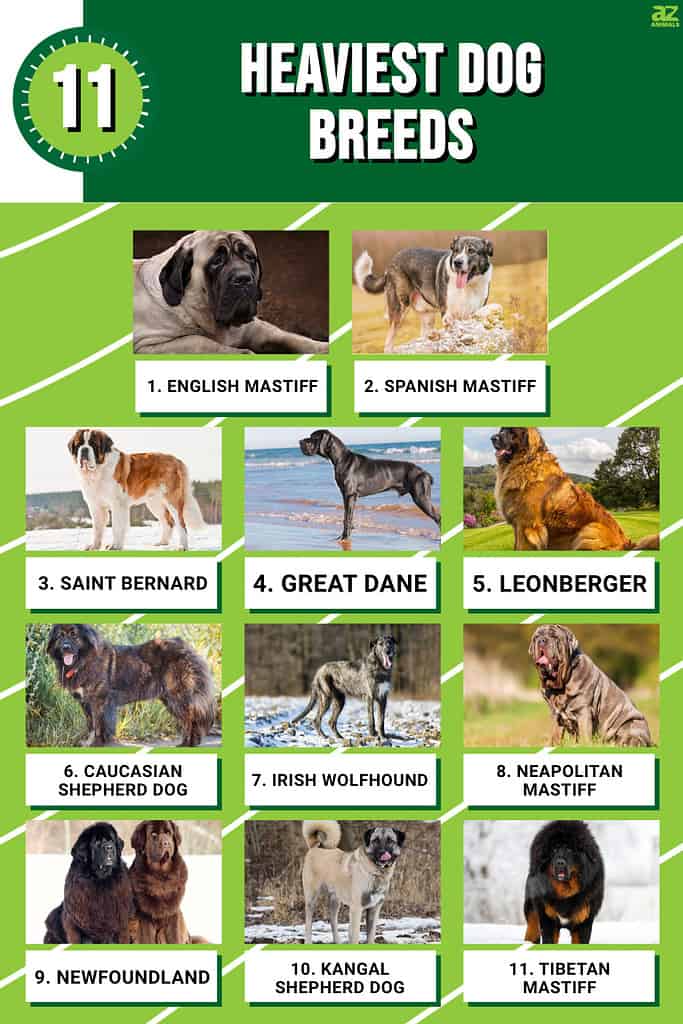 types of mastiff dog breeds