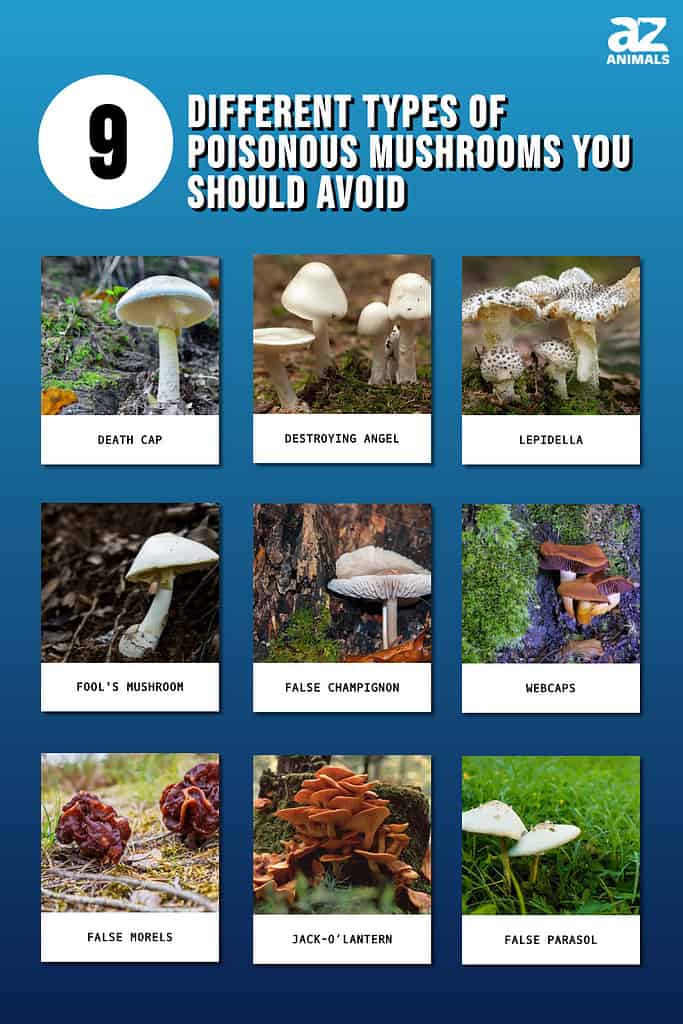 Mushroom Poisonous Species