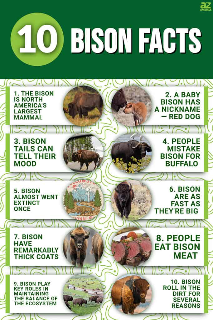 10 Bison Facts
