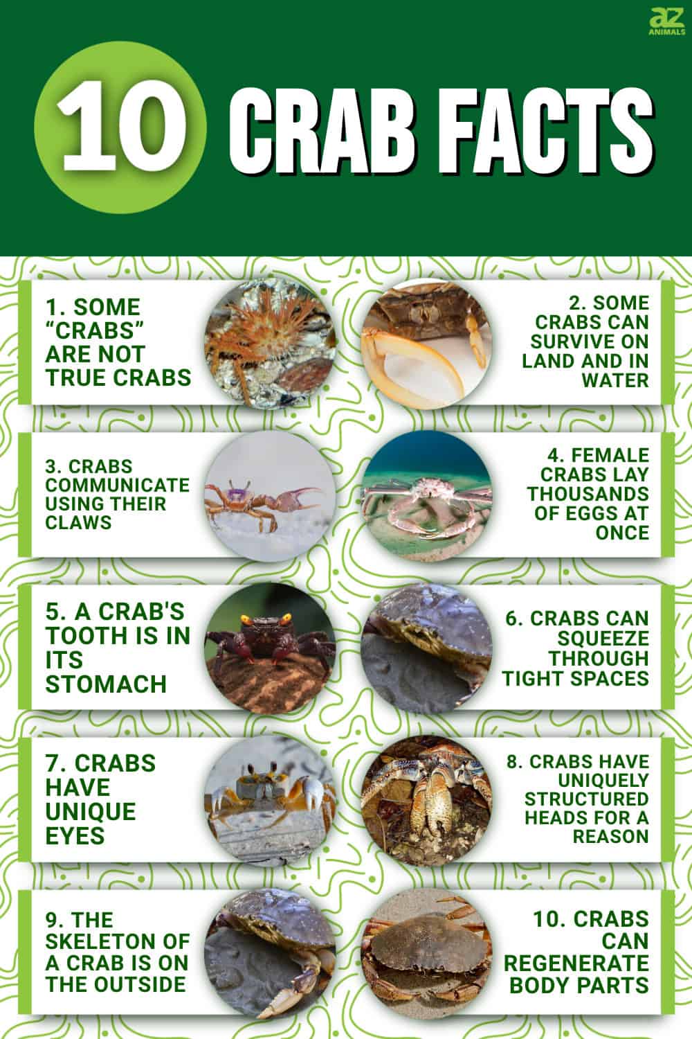 10 Incredible Crab Facts A Z Animals