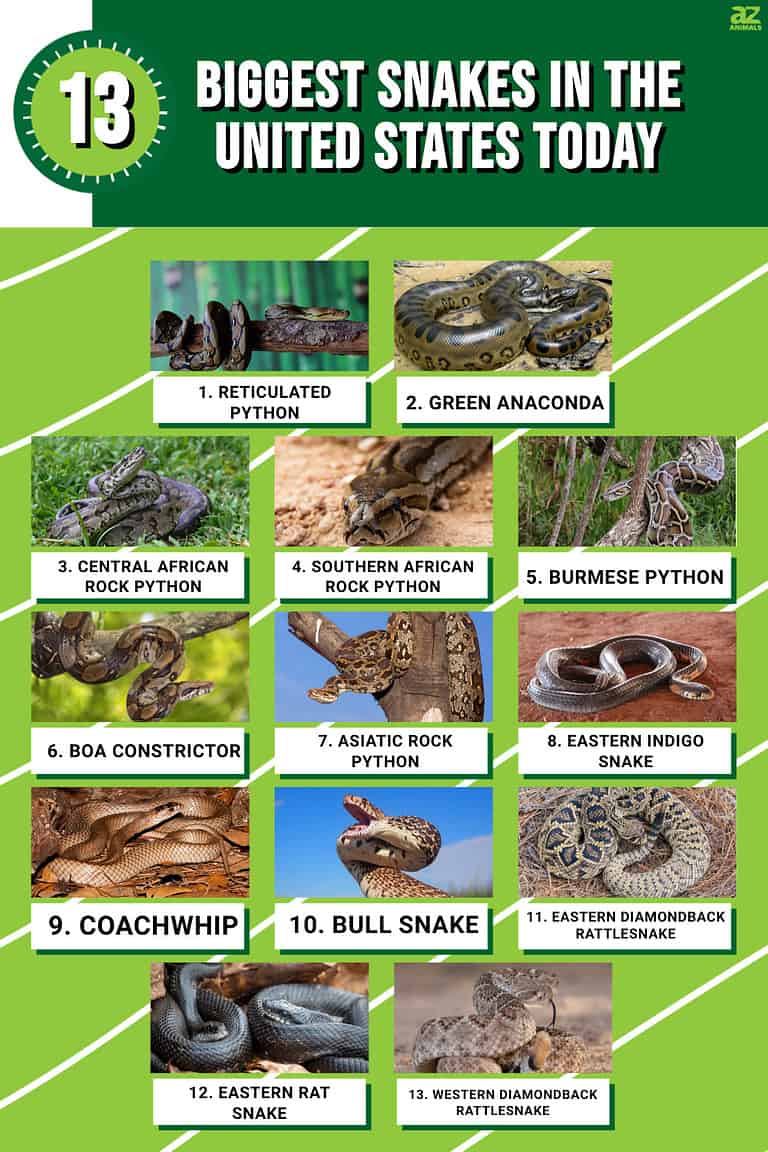 These Are the 13 Biggest Snakes in the United States Today - A-Z Animals