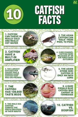 10 Crazy-Cool Catfish Facts - A-Z Animals