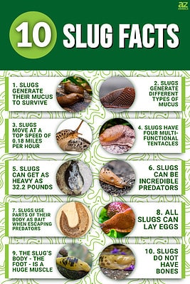 10 Incredible Slug Facts - A-Z Animals