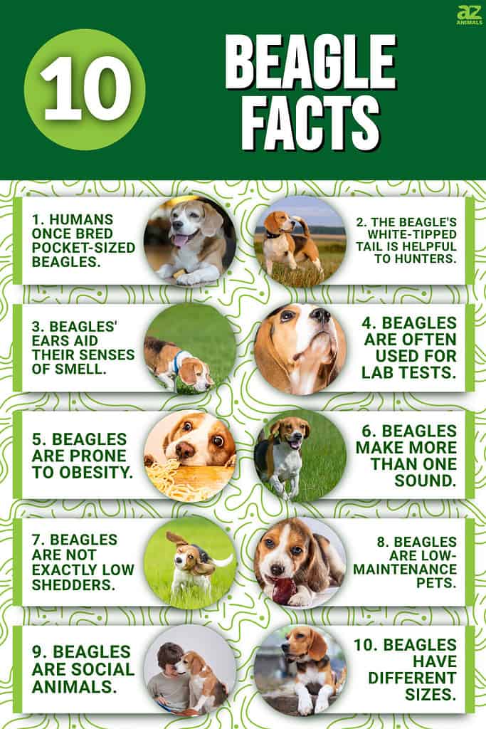 Facts About Beagle Dog Breed  