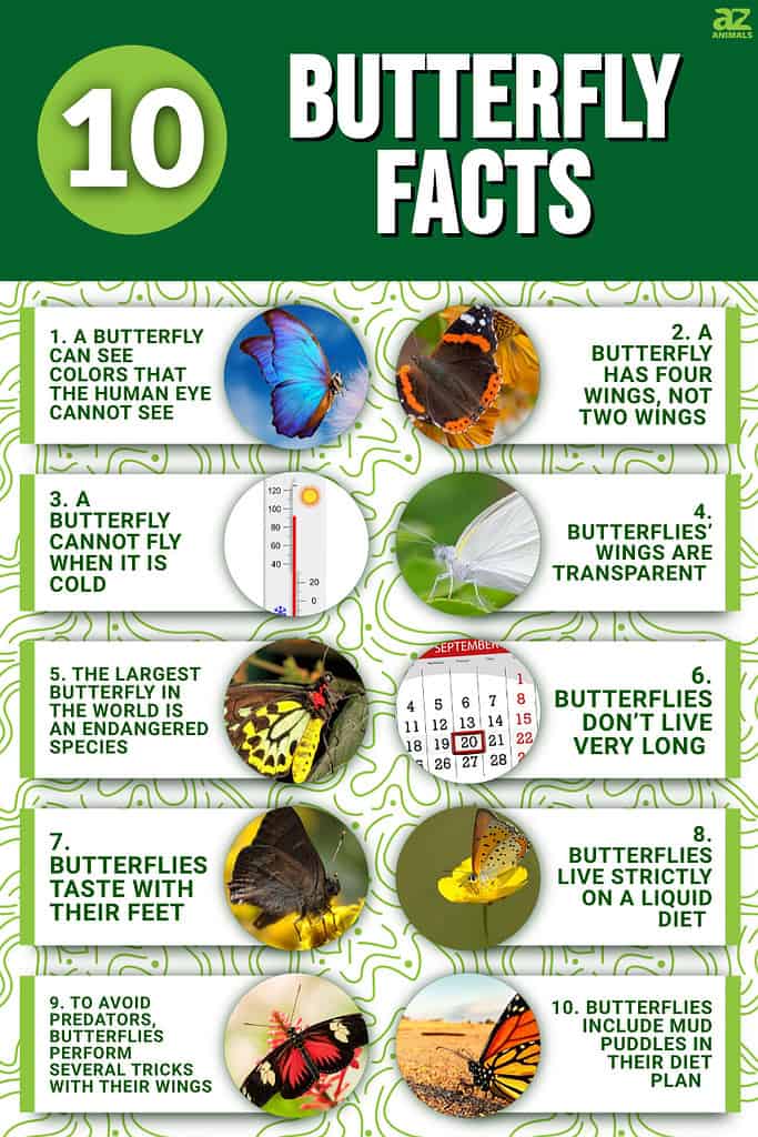 10 Incredible Butterfly Facts - A-Z Animals