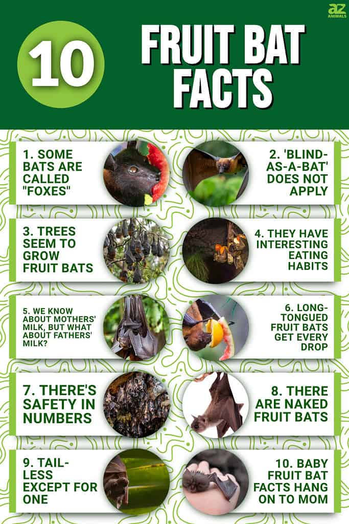 10 Fruit Bat Facts