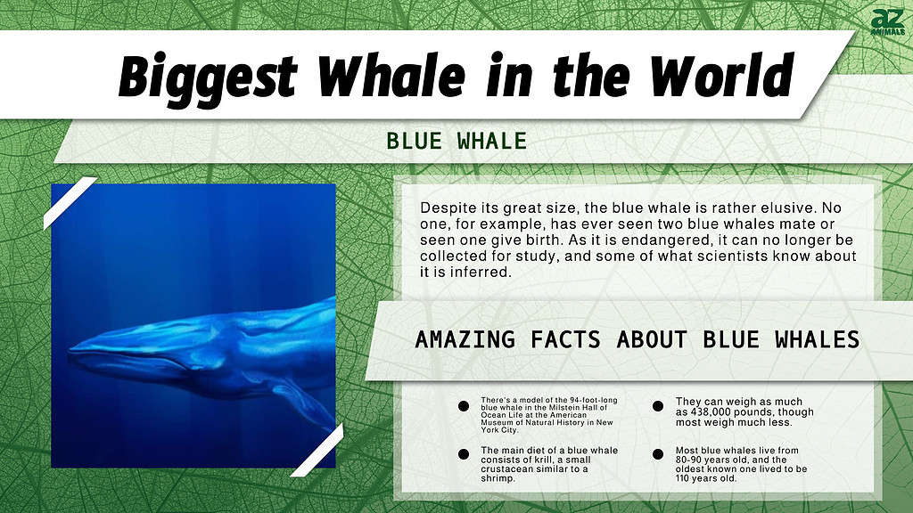 biggest whale in the world