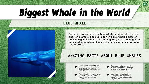 Biggest Whale in the World - A-Z Animals