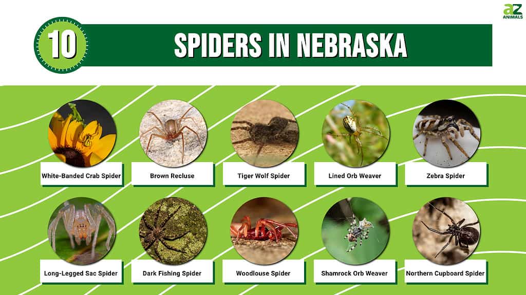 poisonous spiders chart