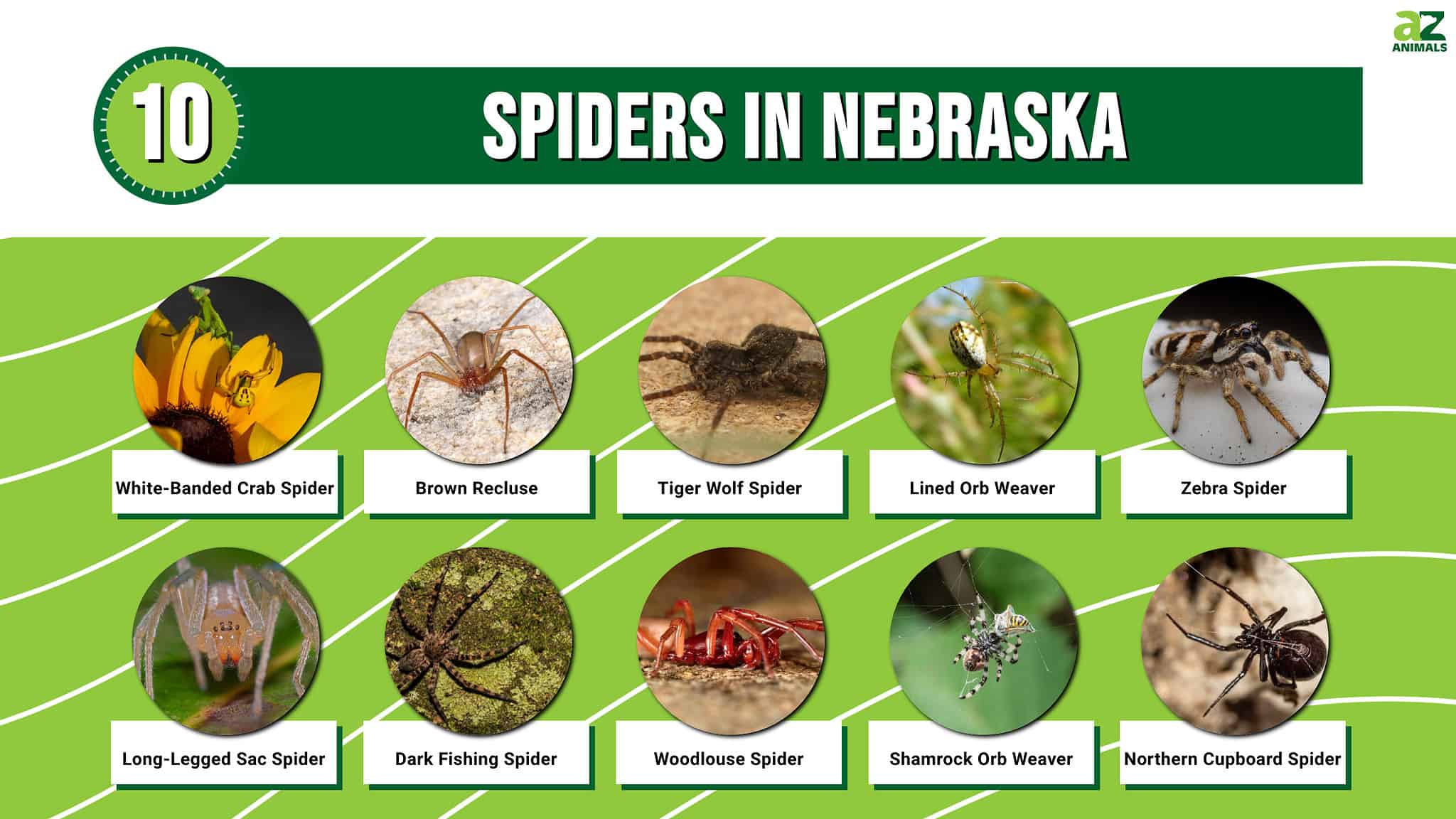 10 Spiders in Nebraska - A-Z Animals