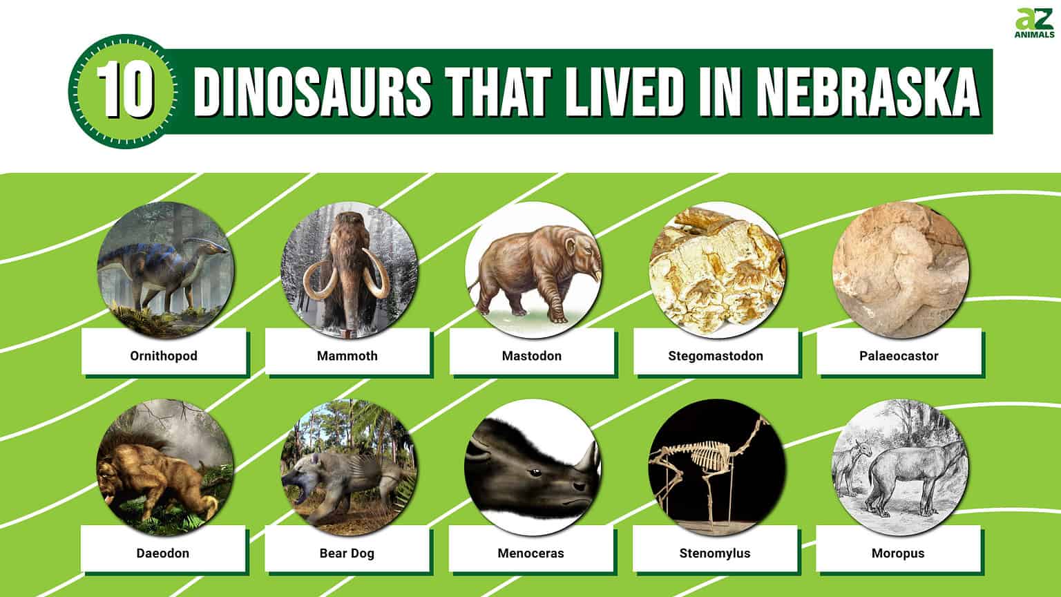 Dinosaurs That Lived in Nebraska (And Where to See Fossils Today) AZ Animals