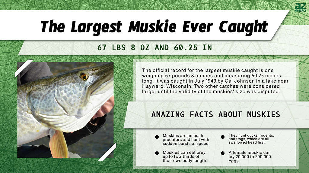 Infographic of the Largest Muskie Ever Caught
