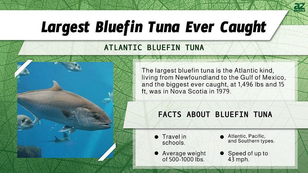 "Largest" Infographic for Bluefin Tuna.