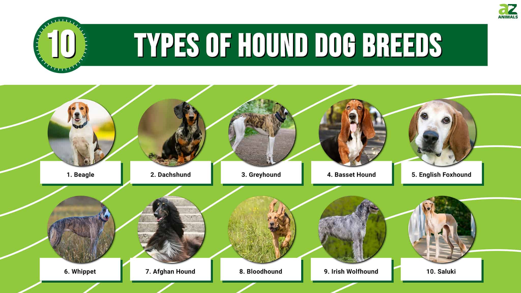 Types of Hound Dog Breeds - A-Z Animals