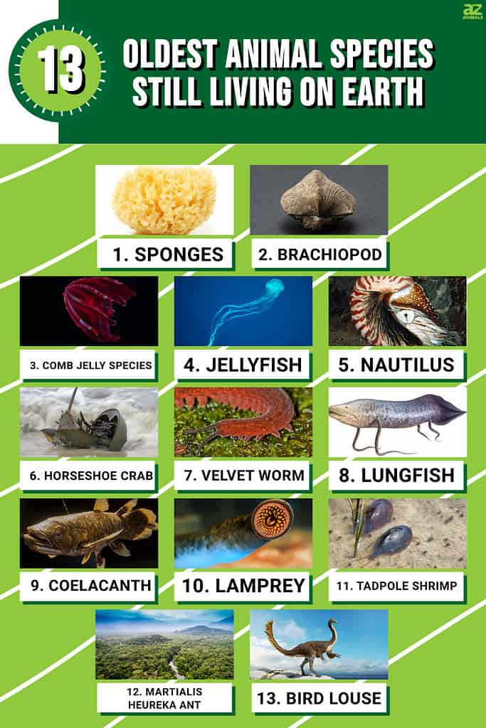 The 13 Oldest Animal Species Still Living on Earth in 2024 - A-Z Animals