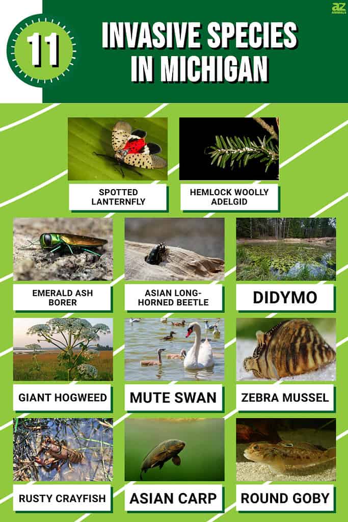 Infograph for the 11 Invasive Species in Michigan.