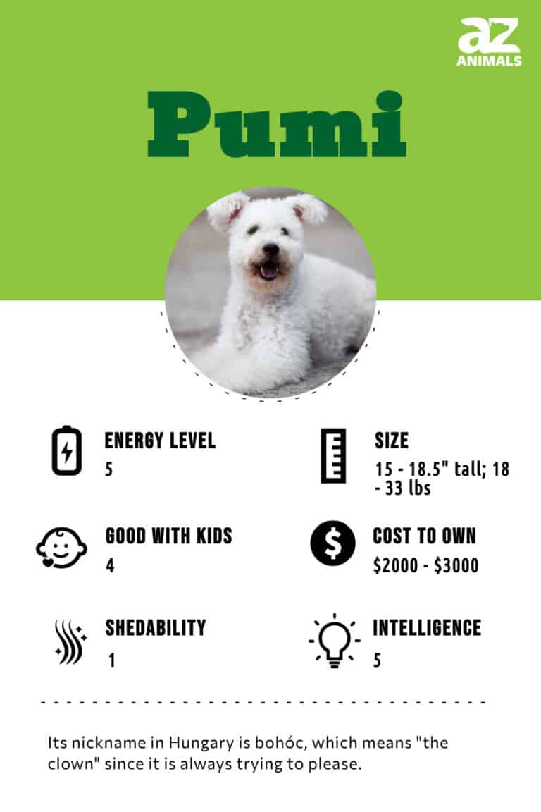 Pumi Dog Breed Complete Guide - A-Z Animals