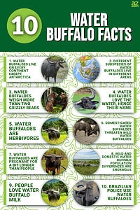 10 Incredible Water Buffalo Facts - A-Z Animals