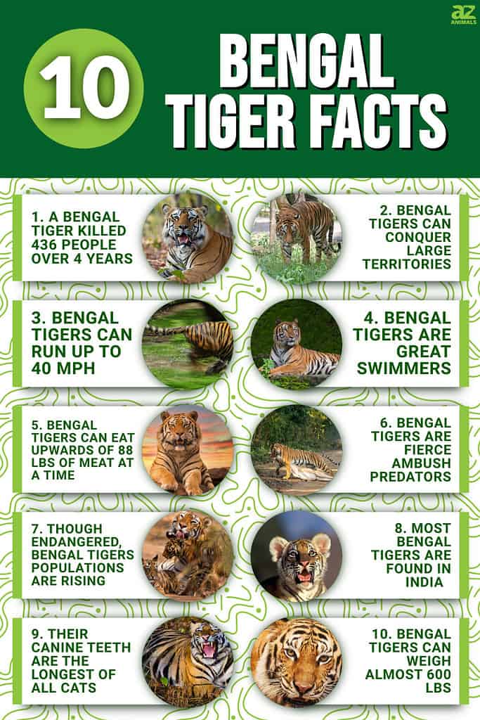 8 Amazing Bengal Tiger Facts