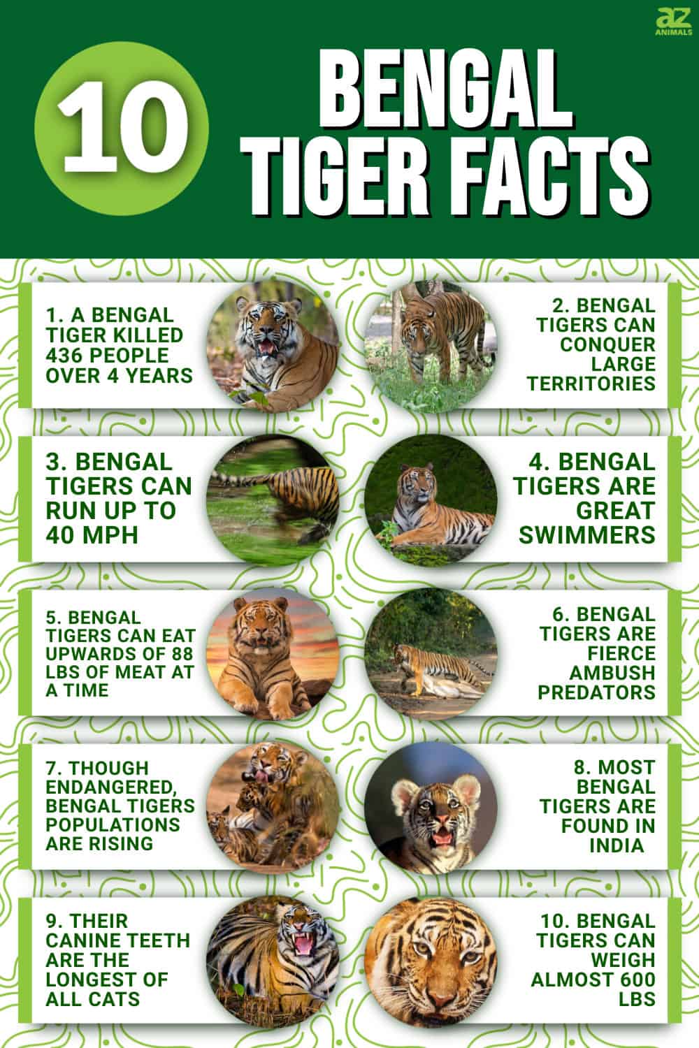 10 Incredible Bengal Tiger Facts - A-Z Animals