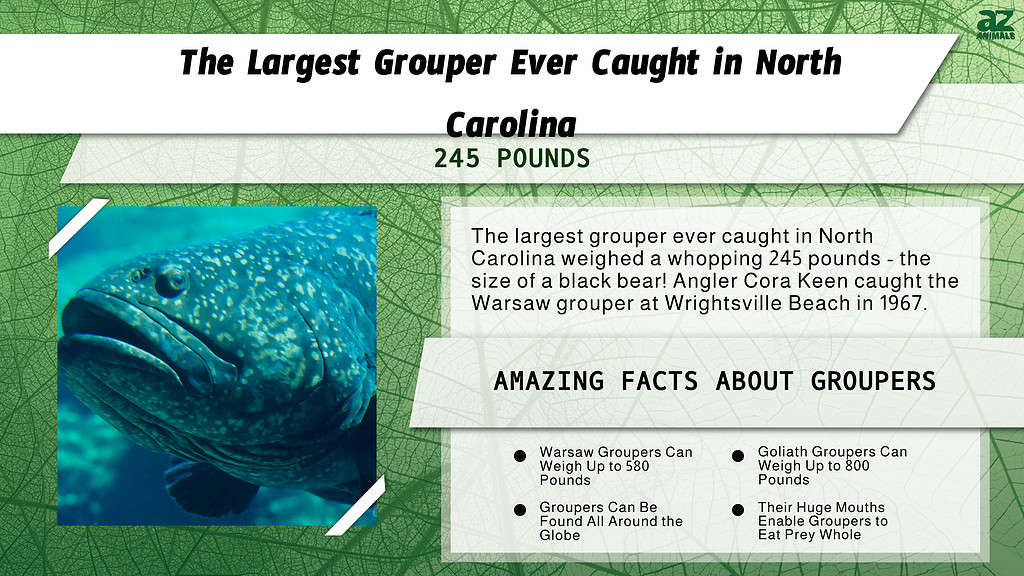 The Largest Grouper Ever Caught in North Carolina