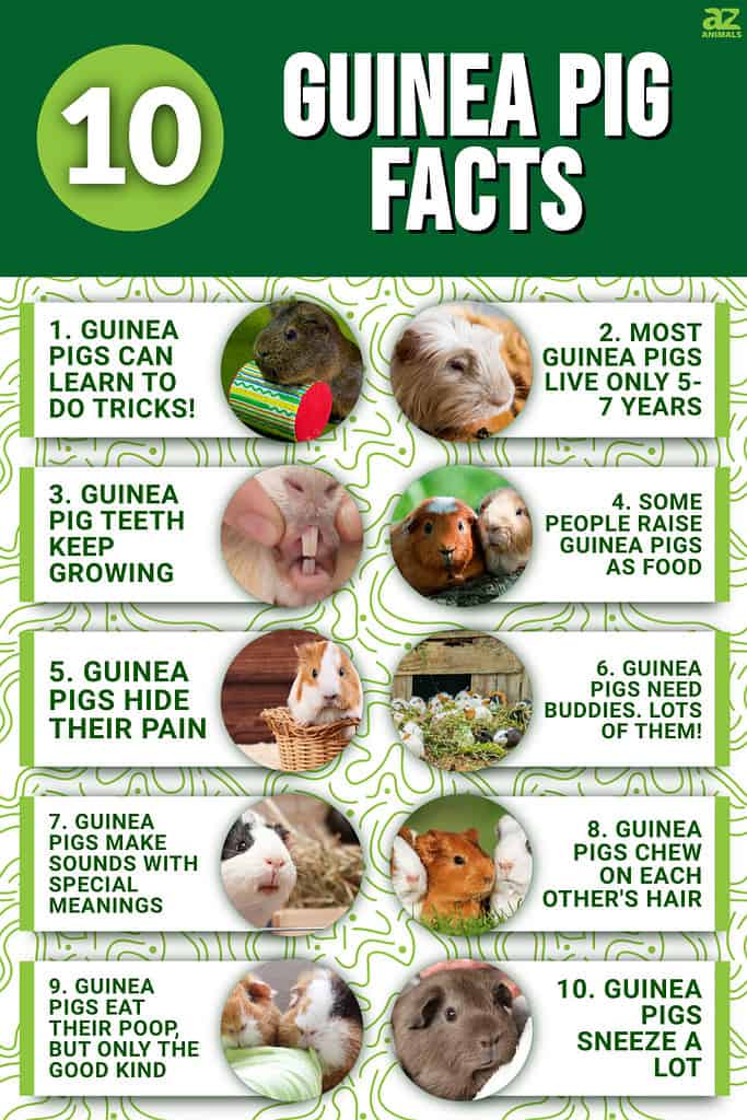 Guinea Pigs: Care, Facts & Information