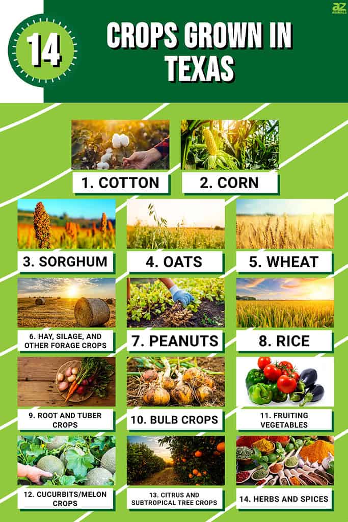 Infographic of 14 Crops Grown in Texas