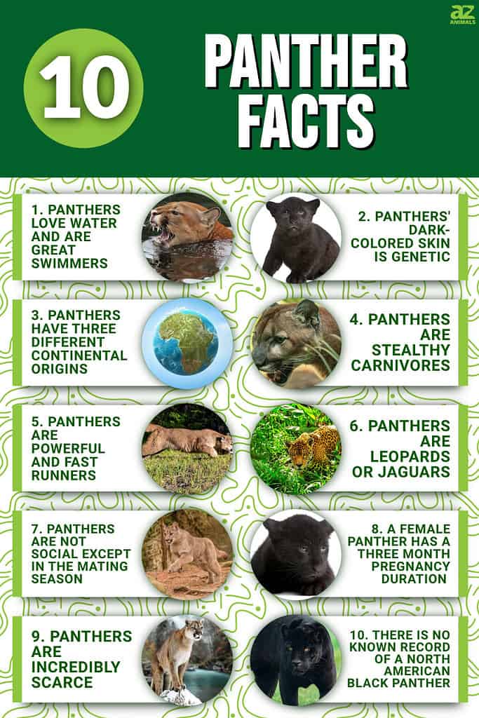 10 Incredible Panther Facts - A-Z Animals