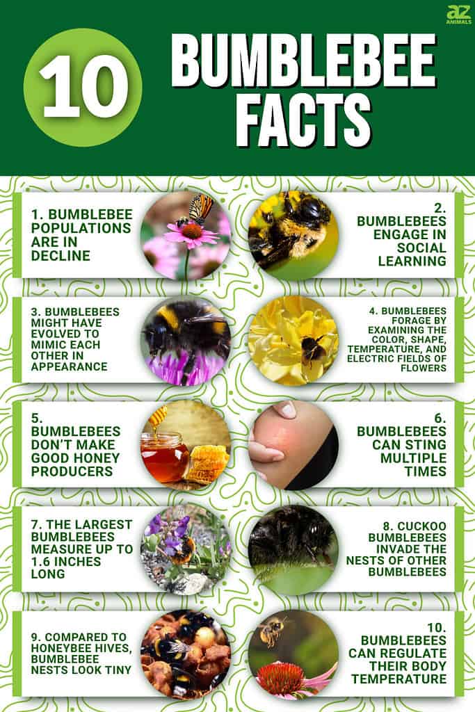 Bumble Bee Insect Facts