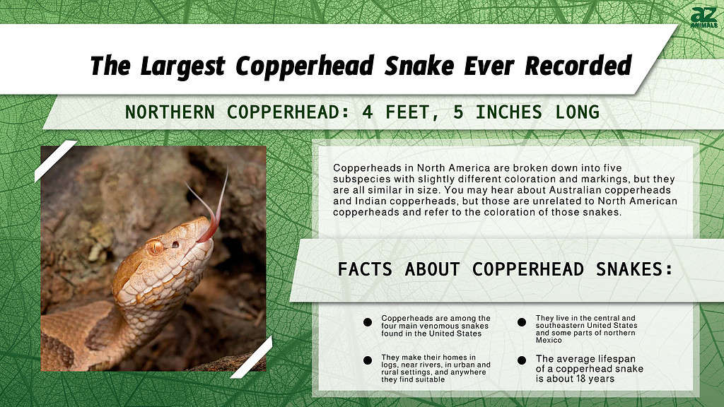 biggest copperhead snake ever recorded