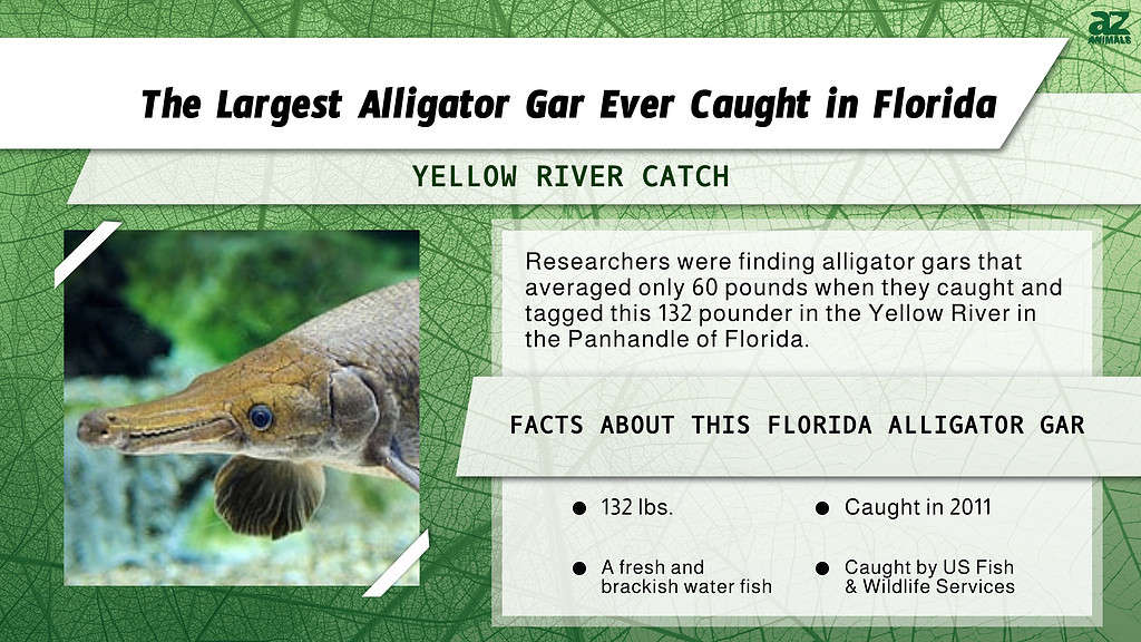 Infographic for the Largest Alligator Gar Ever Caught in Florida.
