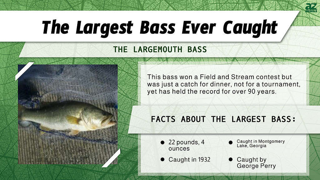 Infographic for the Largest Bass Ever Caught  (Montgomery Lake, GA).