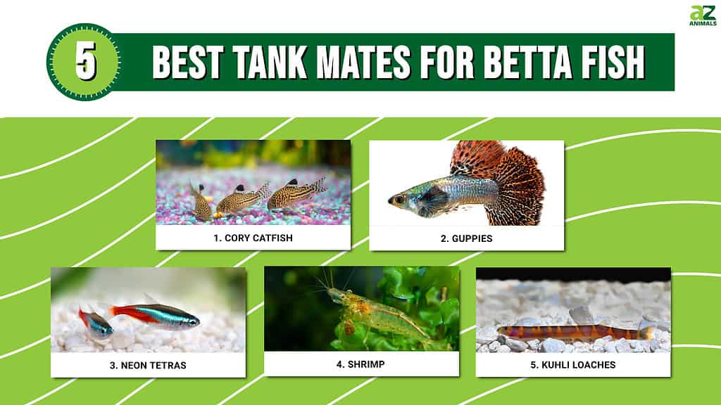 Infographic of 5 Best Tank Mates for Betta Fish