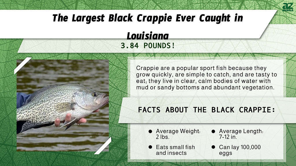 "Largest" infographic for the Largest Black Crappie Ever Caught in Louisiana.