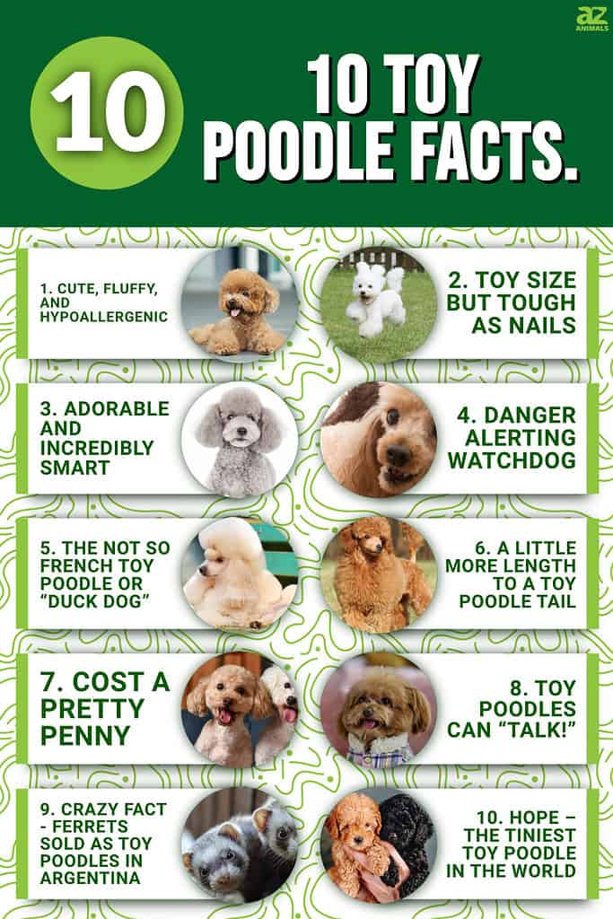8 Teacup Poodle Facts - Fact Animal