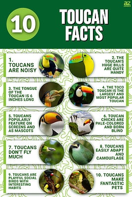 10 Incredible Toucan Facts - A-Z Animals