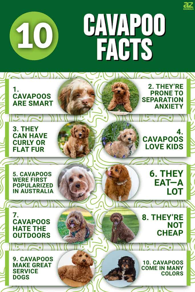 are cavapoos intelligent