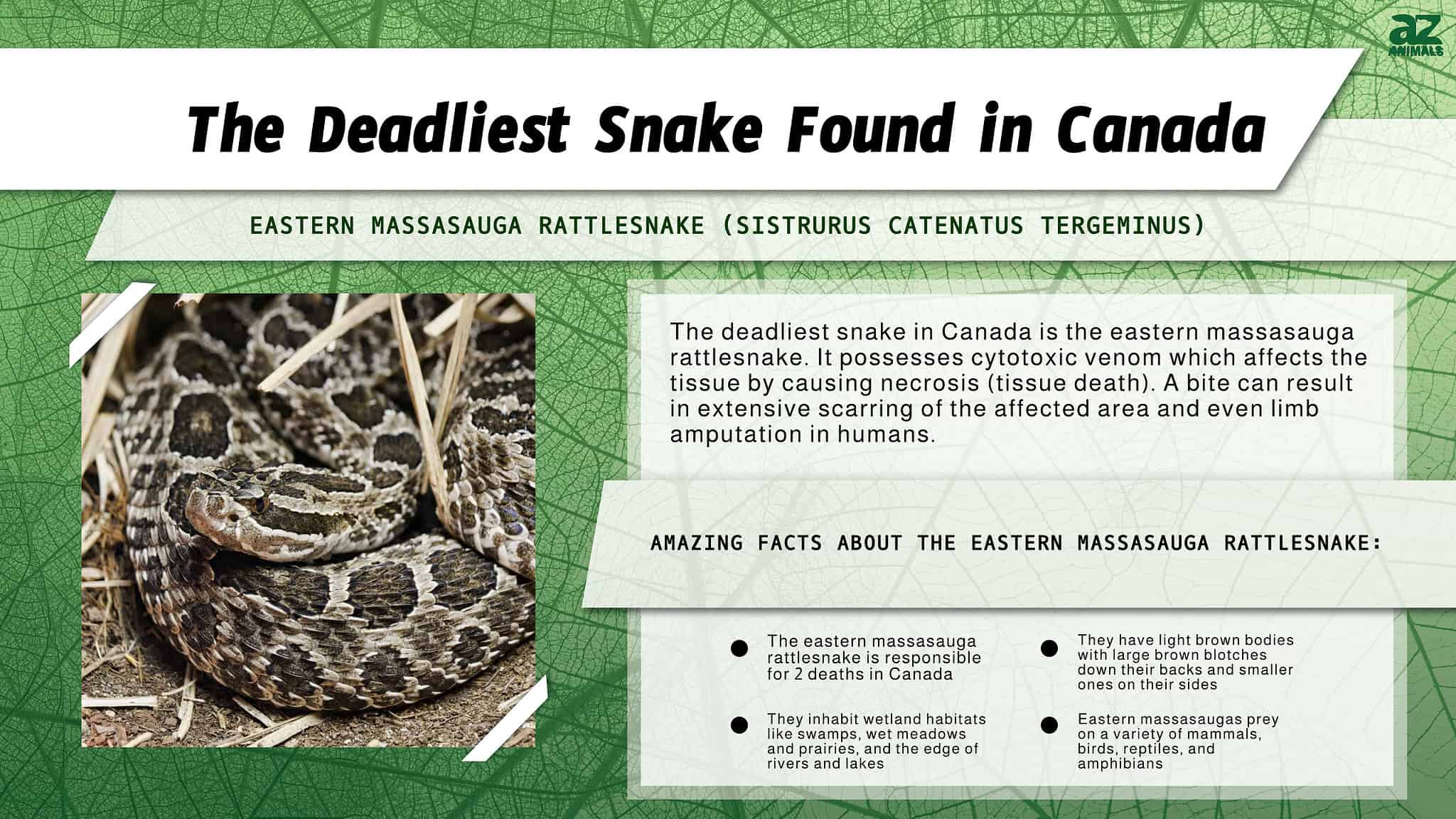 Discover the Deadliest Snake Slithering Around Canada AZ Animals