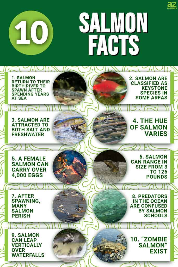 10 Salmon Facts