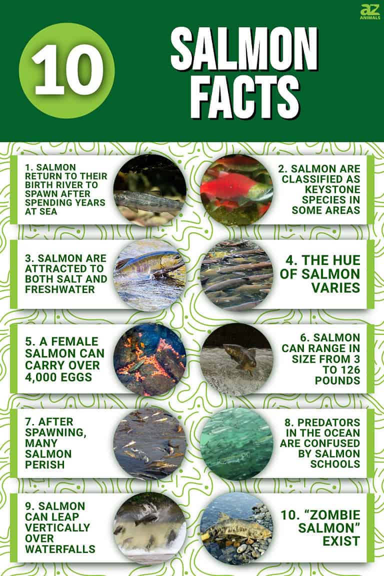 Salmon Fact File 10 Interesting Facts About Salmon - A-Z Animals